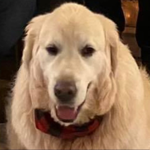 Meet your Posher, Bradley - Picture 2 of 2